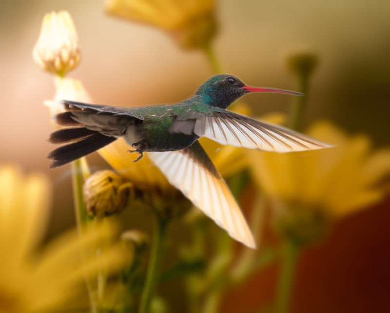 Hummingbirds from backyards and beyond
